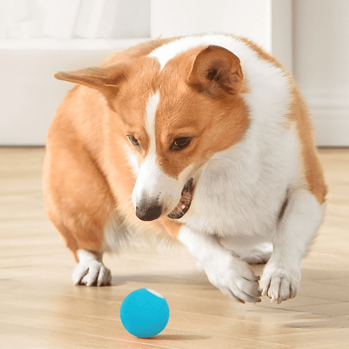 Pelota Saltarina para Perros DT-1